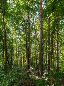 Morning forest in the rays of the sun. Vector illustration Stock Photos
