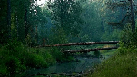 Morning forest river Stock Footage 97464791