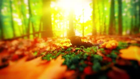 Morning in a forest slow motion Stock Footage 145803422