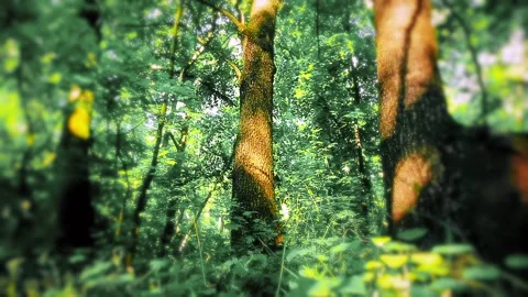 Morning in a forest slow motion Stock Footage 201933025