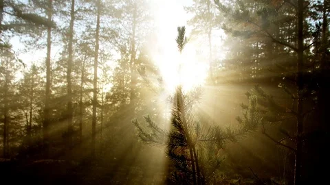 Morning forest with sunlight beaming through Stock Footage 70962565