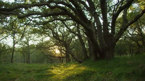 Morning Forest Sunlight Piercing Through Trees Illuminating Soft Grass Stock Footage 290833329