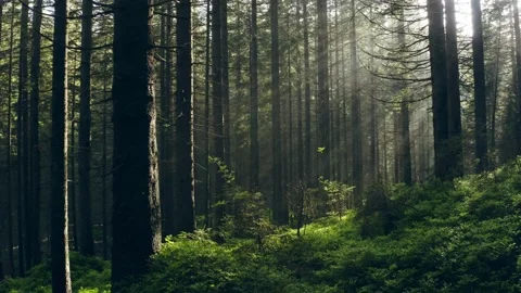 Morning forest sunlight sun rays green mystical summer story Video stock 137128482