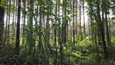 Morning in the forest. Sunlight through the trees. Stock Footage 138254840