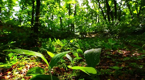 Morning in the forest. the sun's rays pass through trees Stock Footage 39309481