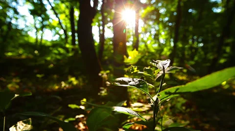 Morning in the forest. the sun's rays pass through trees 库存影片 39935953