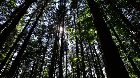 Morning in the forest. the sun's rays pass through trees Stock Footage 41397448