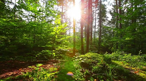 Morning in the forest. the sun's rays pass through trees Stock-Footage 41577376