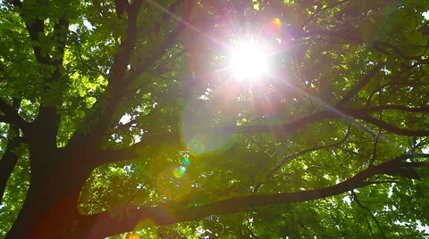 Morning in the forest. the sun's rays pass through trees Stock Footage 50363659