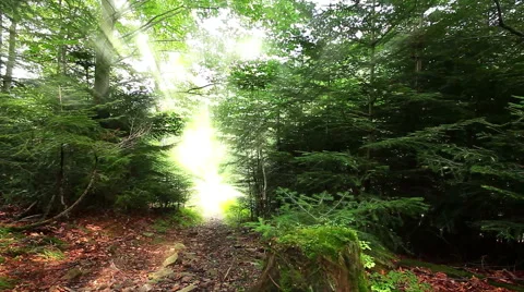 Morning in the forest. the sun's rays pass through trees Video stock 52086083