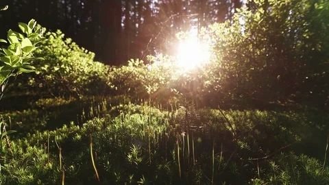 Morning in the forest. Sun's rays pass through moss and trees - slow motion Stock Footage 80060446