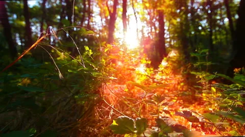 Morning in the forest. the sun's rays pass through trees Stock Footage 105352845