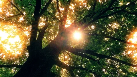 Morning in the forest. the sun's rays pass through trees Stock Footage 108764889