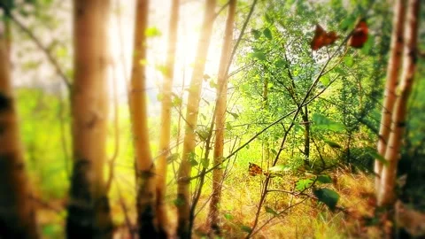 Morning in the forest. the sun's rays pass through trees Stock Footage 151328489