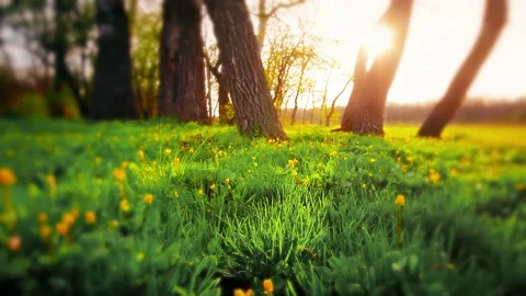 Morning in the forest. the sun's rays pass through trees Stock Footage 219624108