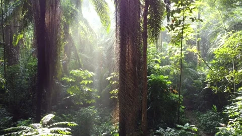 Morning forest tree sunlight Stock Footage 267848285