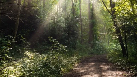 Morning forest trees with raising sun beams after the rain 2 Stock Footage 80760148
