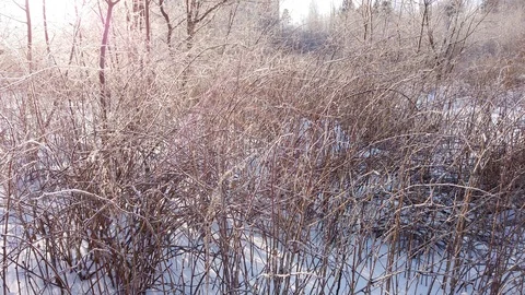 Morning in the forest in winter. Rays of sunlight in frozen tree branches. Stock Footage 124366567