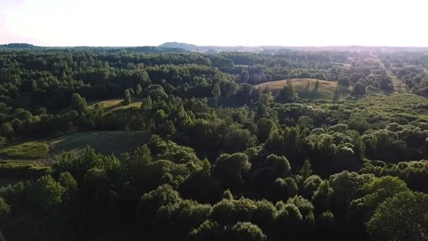 Morning forests Stock-Footage 105448526