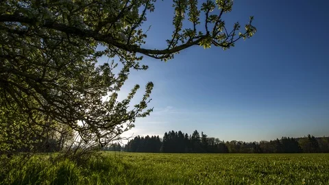Morning glade with fruit tree Video stock 88693115