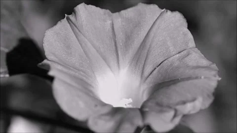 Morning Glory in B&amp;W Stock Footage 213550730