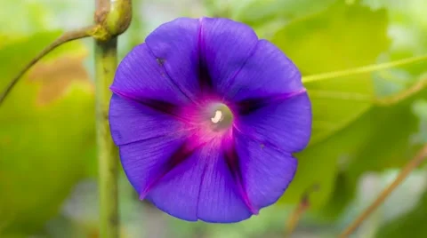 Morning glory closing Stock Footage 55077986