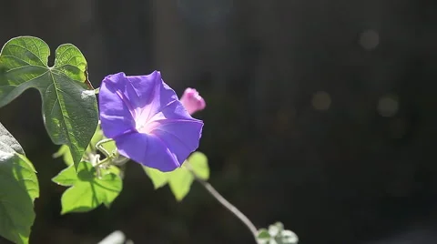 Morning glory with copy space Stock Footage 61497774