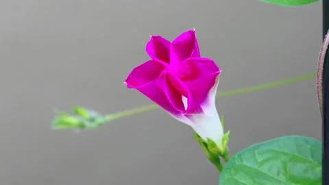 Morning Glory flower blooming Stock Footage
