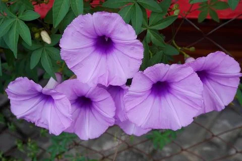 Morning glory flower Фото