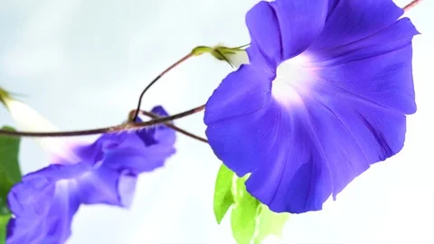 Morning glory Stock Footage 126197994
