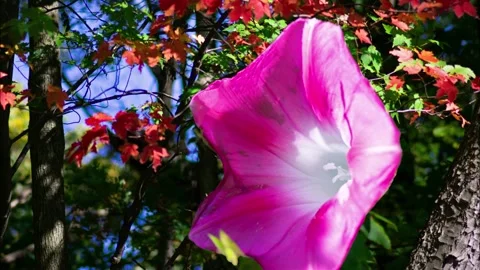 Morning Glory with Framework Stock Footage 219483752