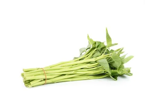 Morning glory isolated on white background Stock Photos