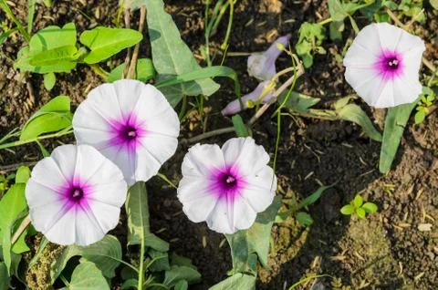 Morning glory Stock Photos