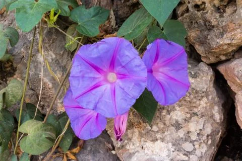 Morning glory Stock Photos