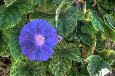 Morning Glory Stock Photos