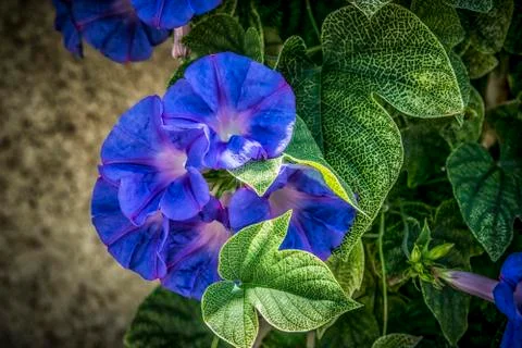 Morning Glory Stock Photos