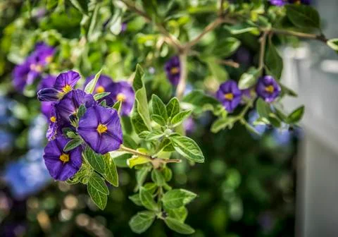 Morning Glory Stock Photos