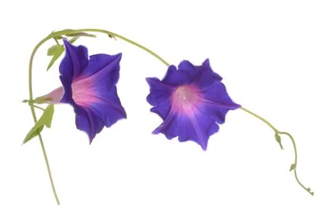 Morning glory Stock Photos