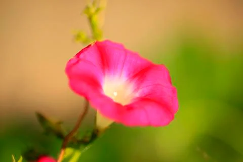 Morning glory Stock Photos