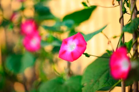 Morning glory Stock Photos