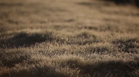 Morning grass with dew Stock Footage 49071690