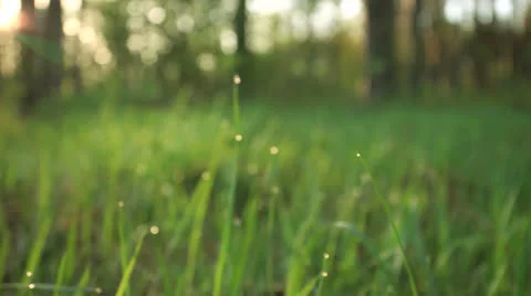 Morning grass with dew in  spring morning. Slow motion Stock Footage