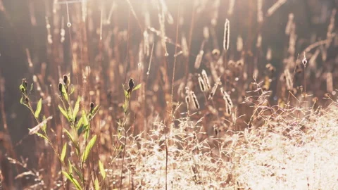 Morning Grass Field In Sun Rays Stock Footage 155298414
