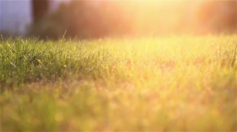 Morning grass 動画素材 34675083