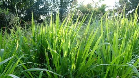 Morning grass Stock Footage 96501422