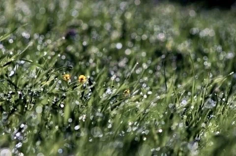 Morning grass Stock Photos