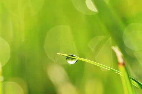 Morning grass Stock Photos