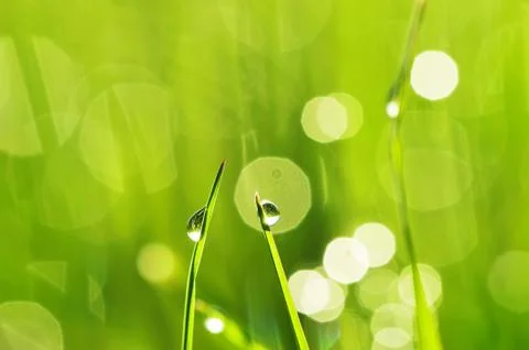 Morning grass Stock Photos