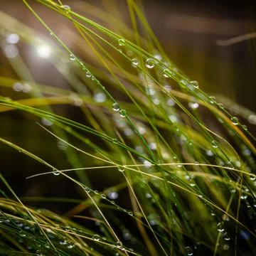 Morning Grass Stock Photos