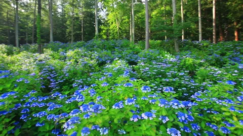 Morning Hydrangeas on the Pathway Vídeos de archivo 330512831